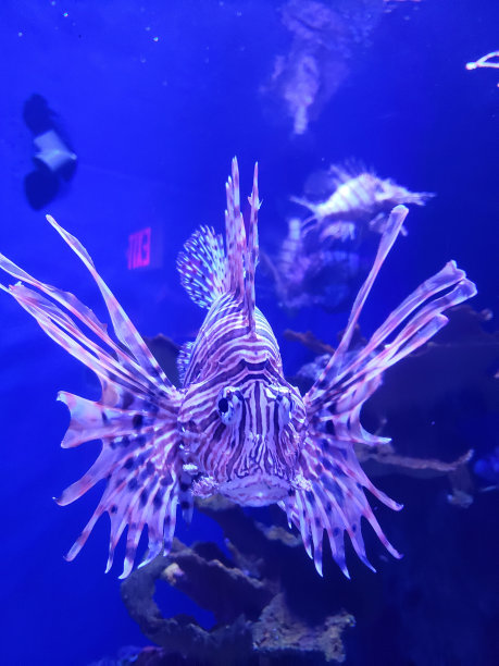 lionfish