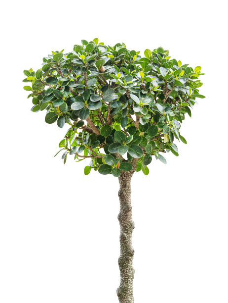banyan