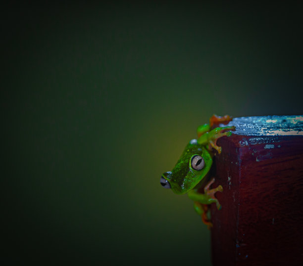 dendrobates