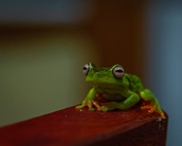 dendrobates