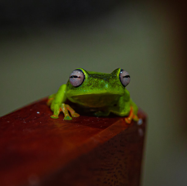 dendrobates