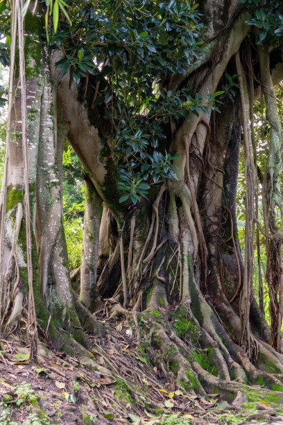 banyan