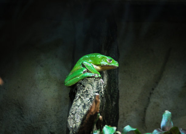 dendrobates