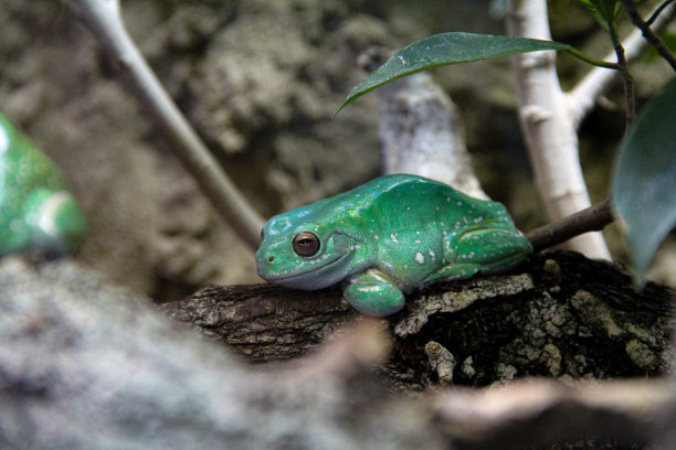 dendrobates