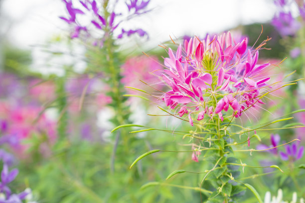 cleome