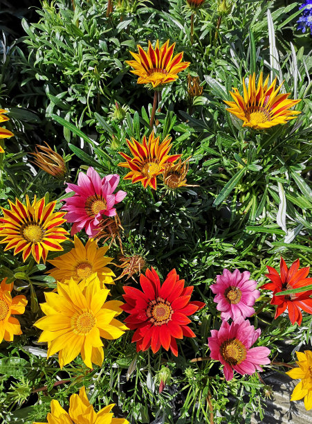 gazania