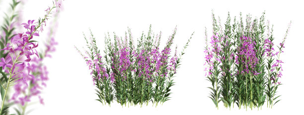 epilobium