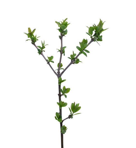 twig