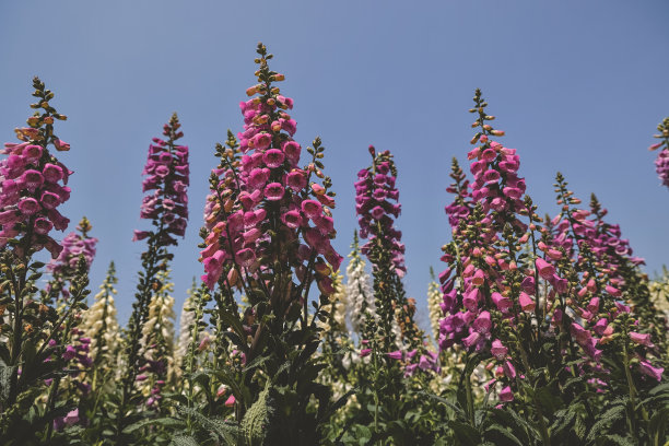 digitalis