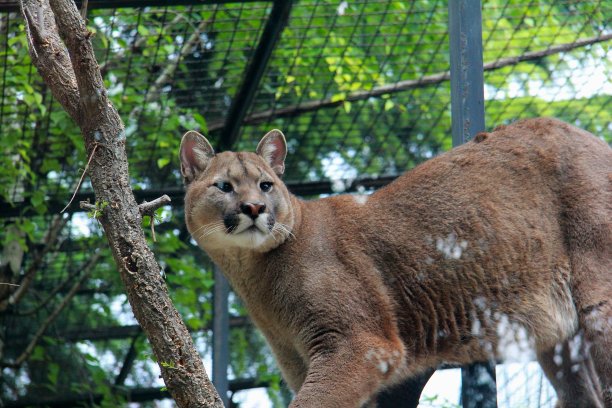 panthera