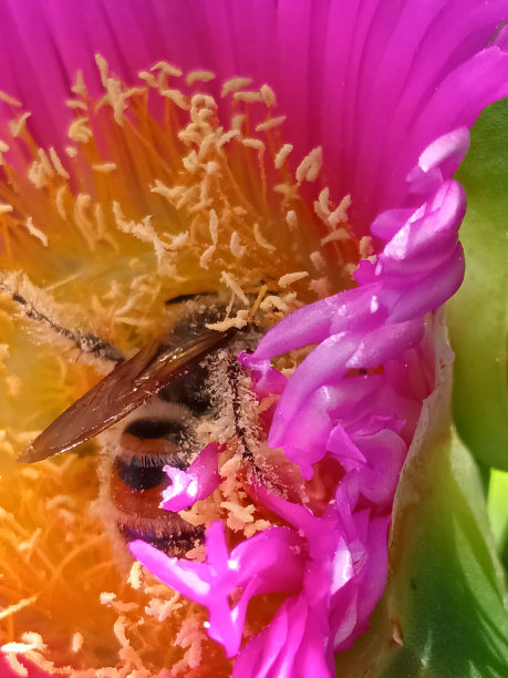 pollination