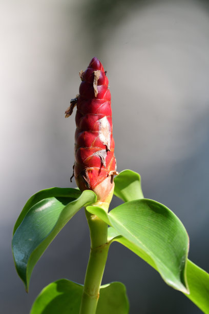 costus