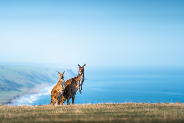 kangaroo