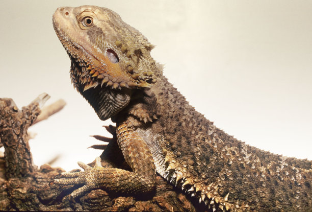 pogona