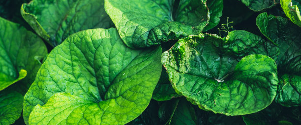 brunnera