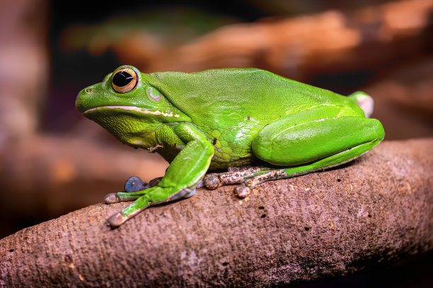 dendrobates