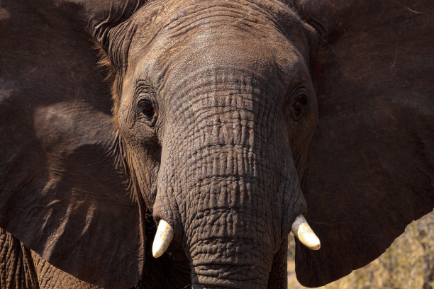 pachyderm