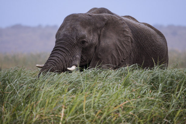 pachyderm