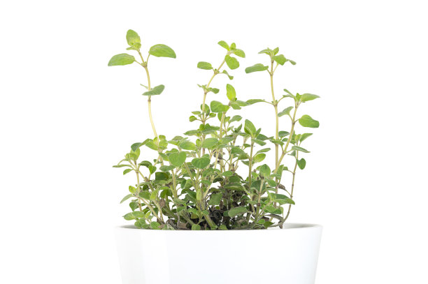 oregano