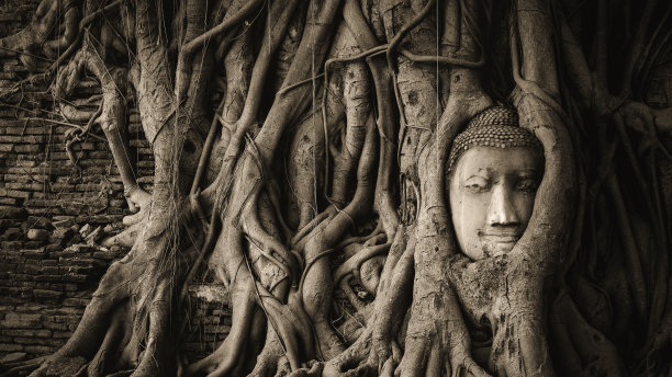 banyan