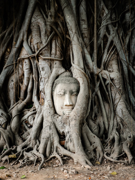 banyan