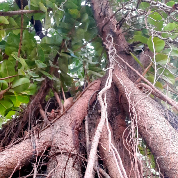 banyan