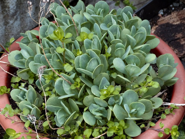 sedum