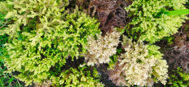 overgrown