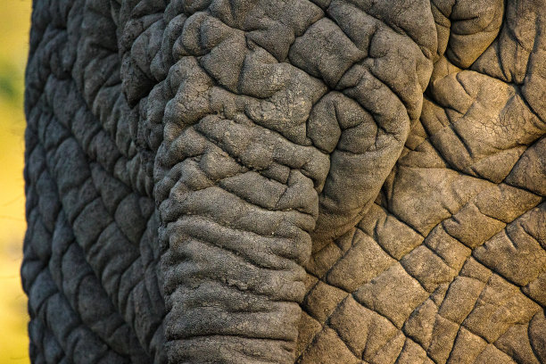 pachyderm