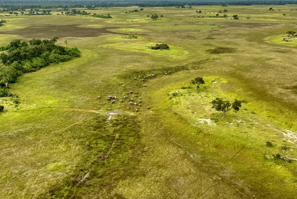 savanna