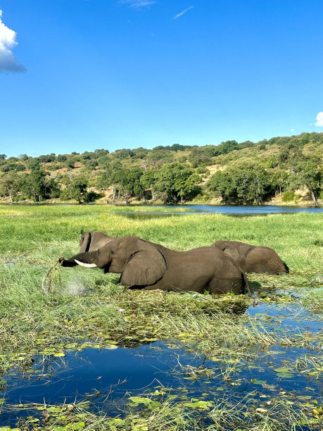safari