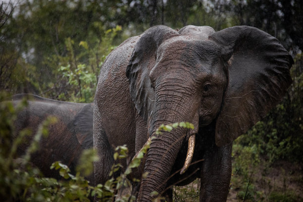pachyderm