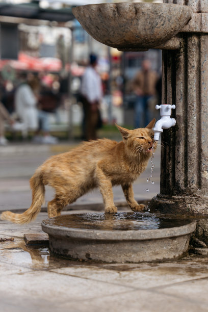 stray