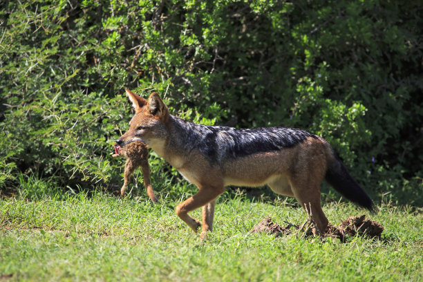 jackal