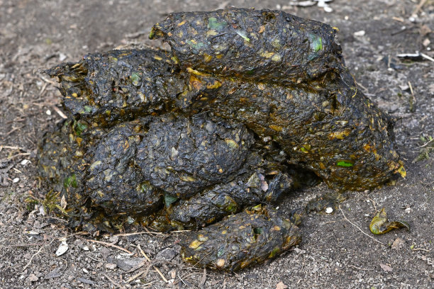 poo