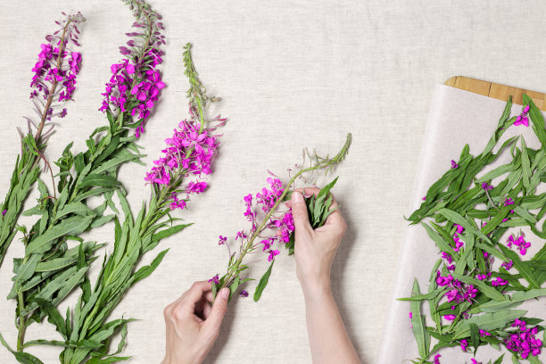 epilobium