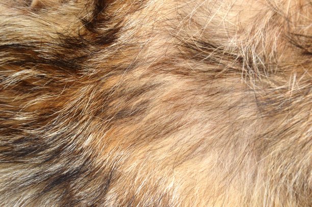 hairs