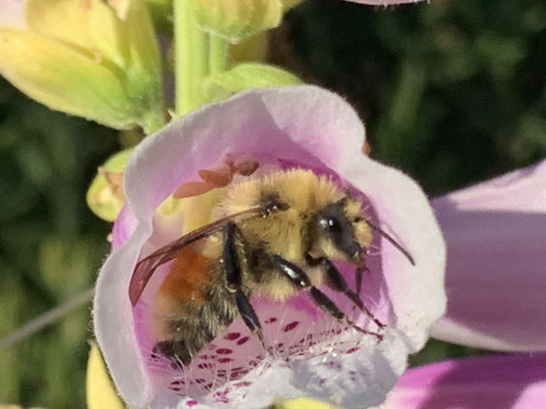 digitalis