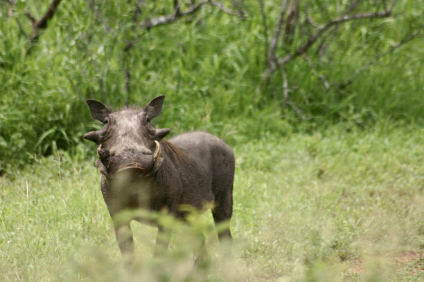 phacochoerus