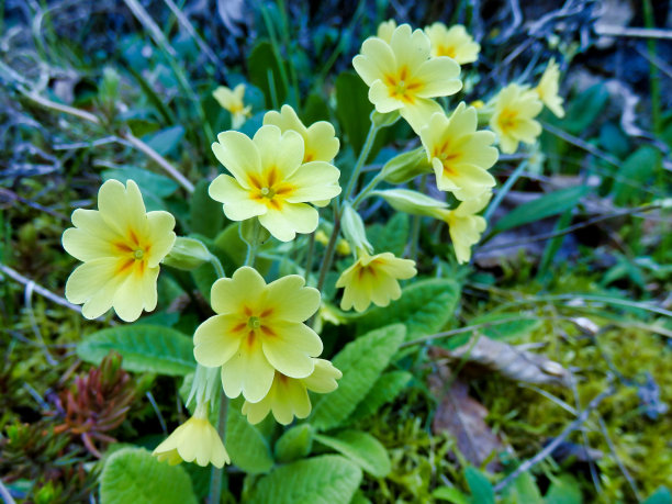 primula