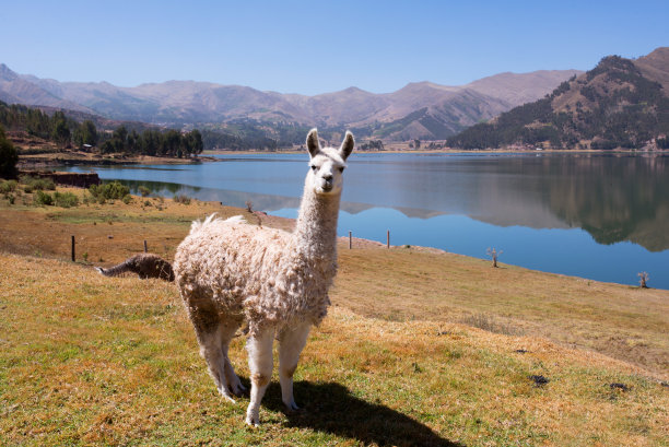 llama
