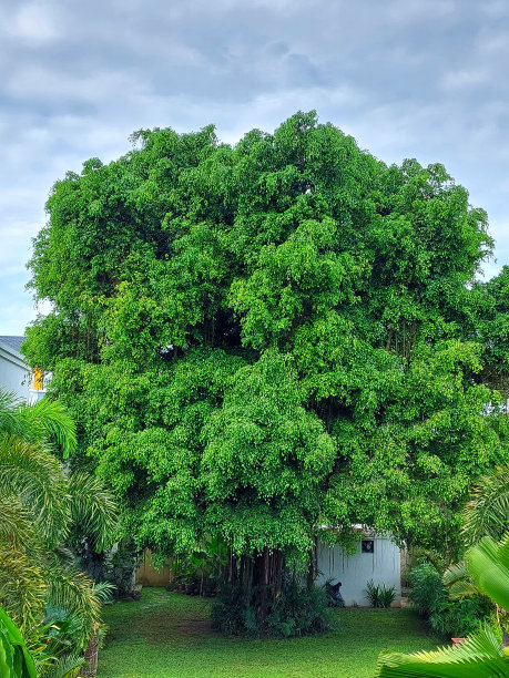 banyan