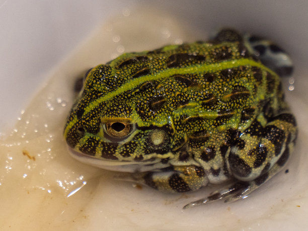 dendrobates