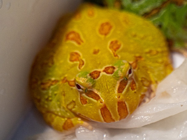 dendrobates