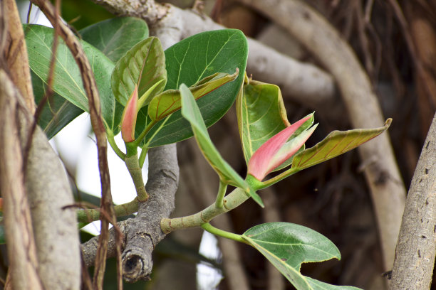 banyan
