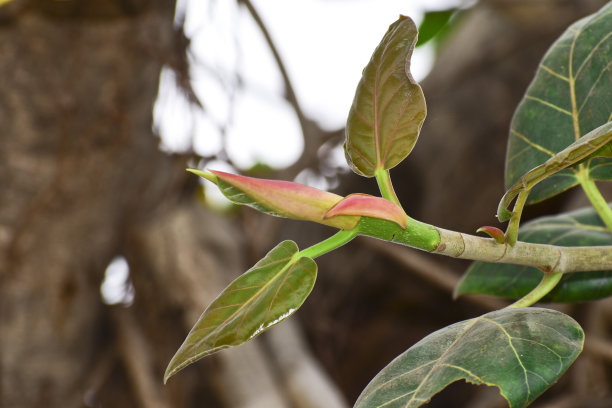 banyan