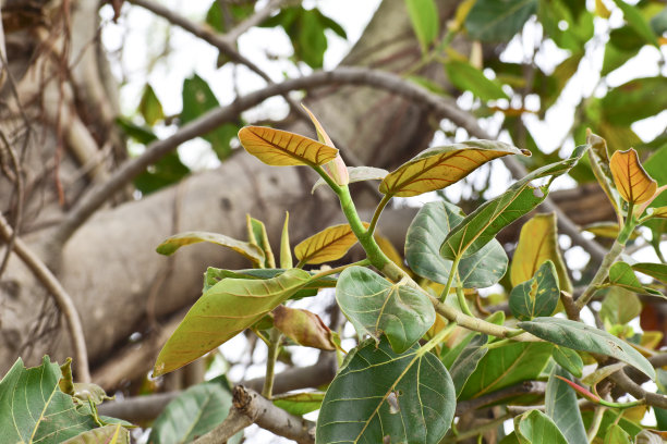 banyan