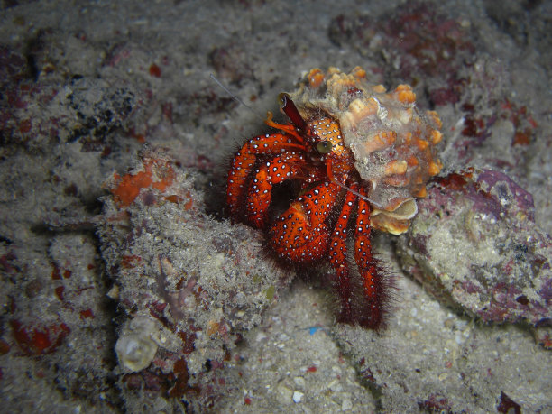 crustacean