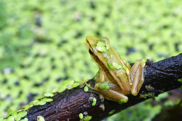 dendrobates