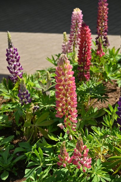 lupinus